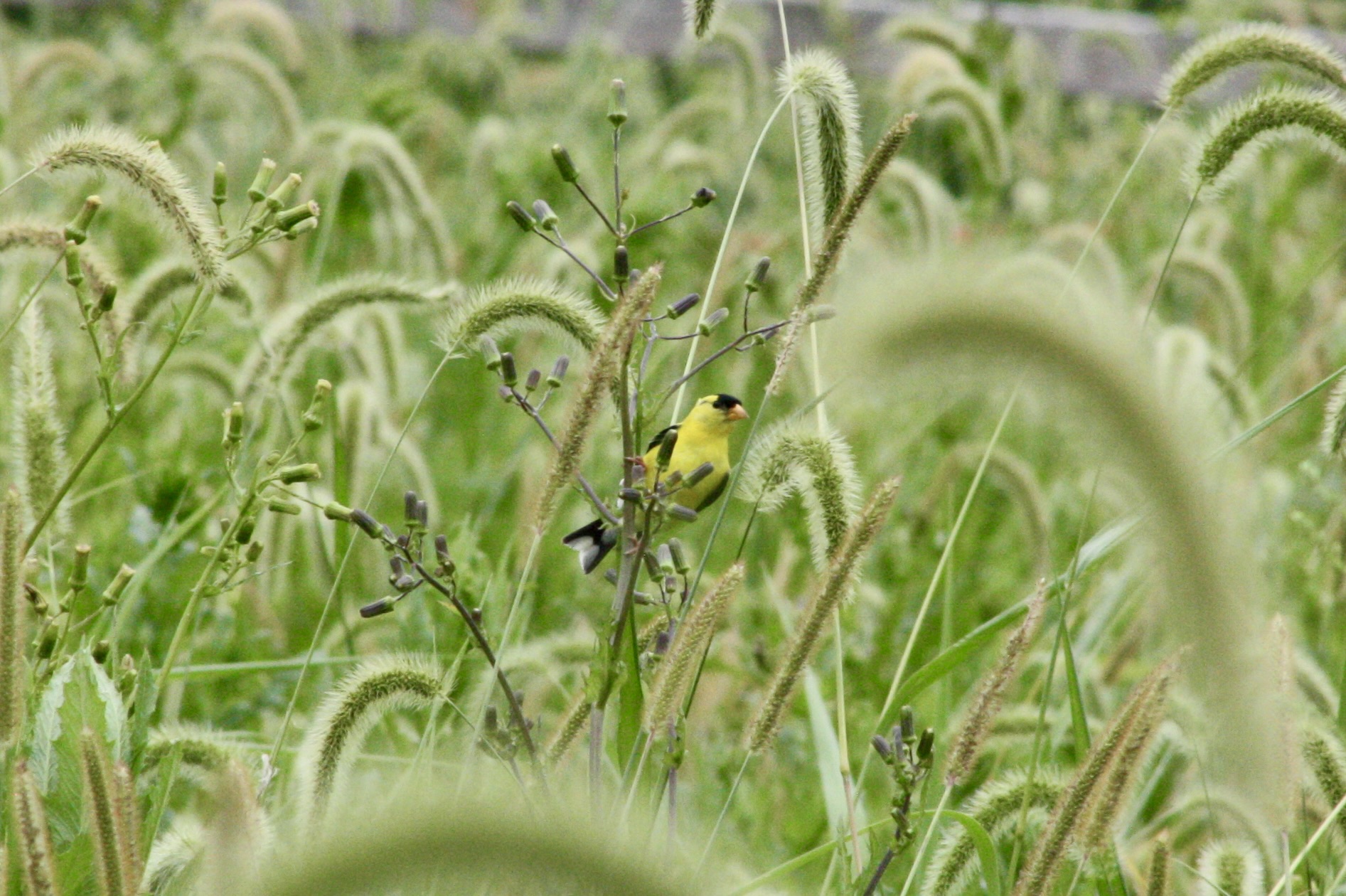 American goldfinch