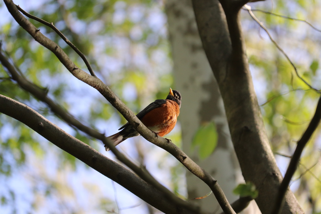American Robin