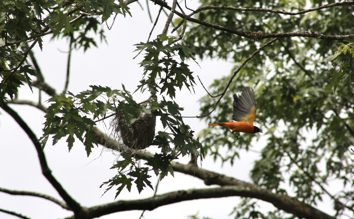 Baltimore Oriole