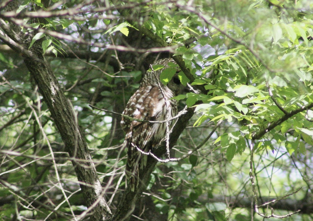 Barred Owl
