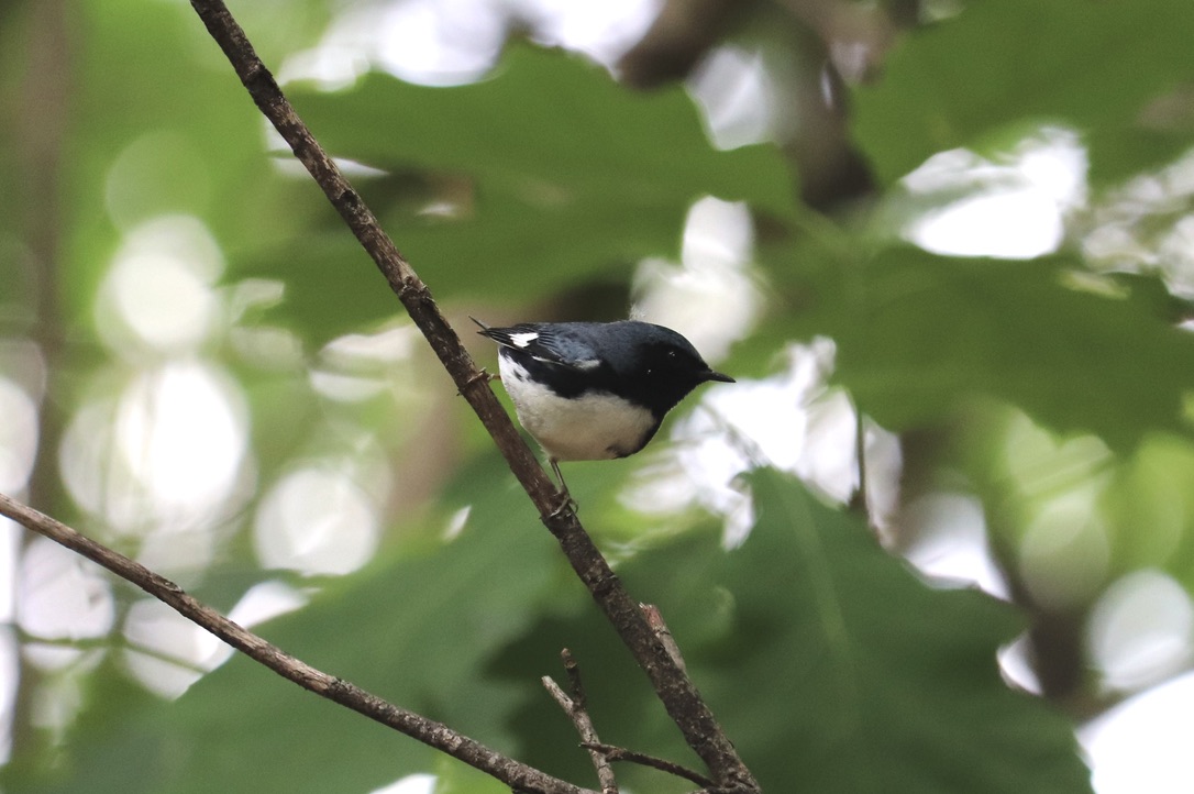 Black-throated blue warbler