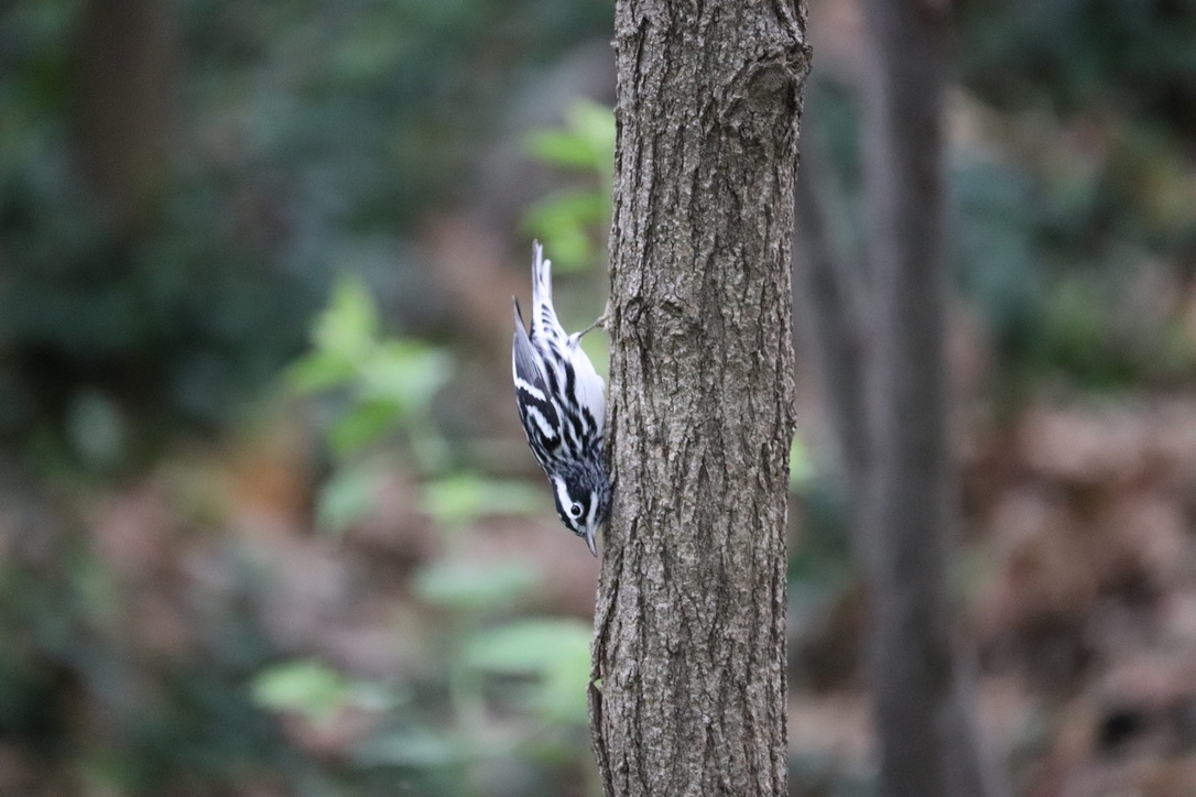 Black and White Warbler