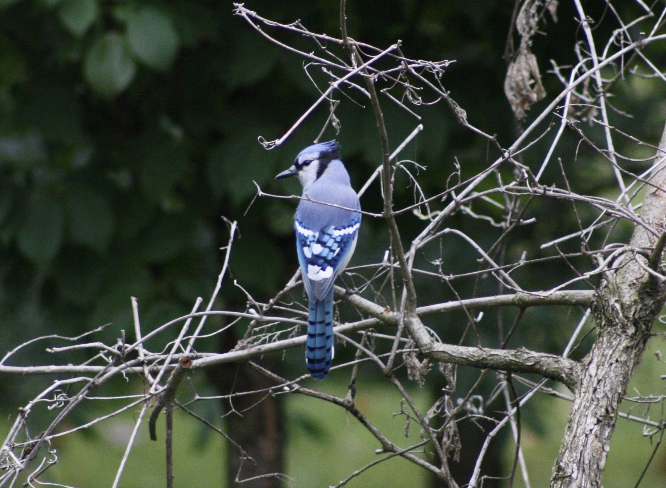 Blue jay