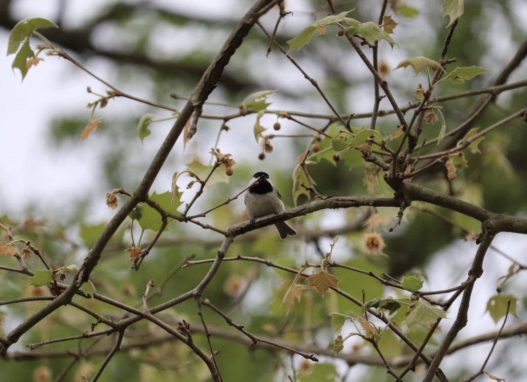 Carolina Chickadee