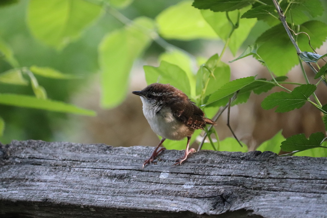 Carolina Wren