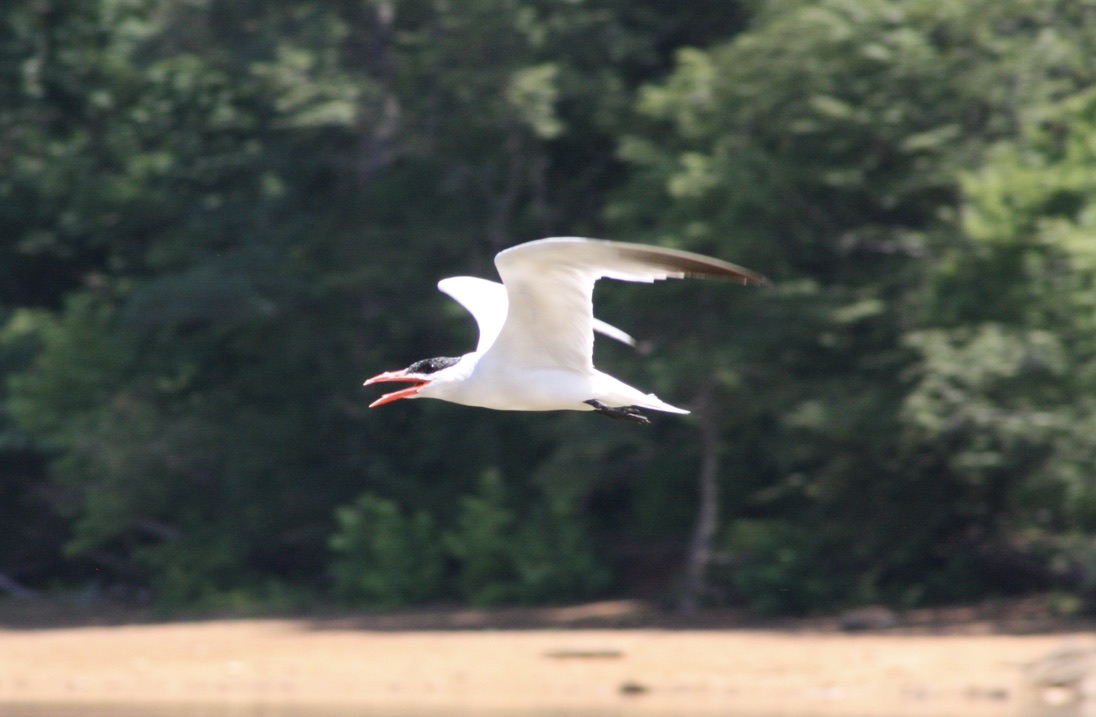 Caspian tern in flight