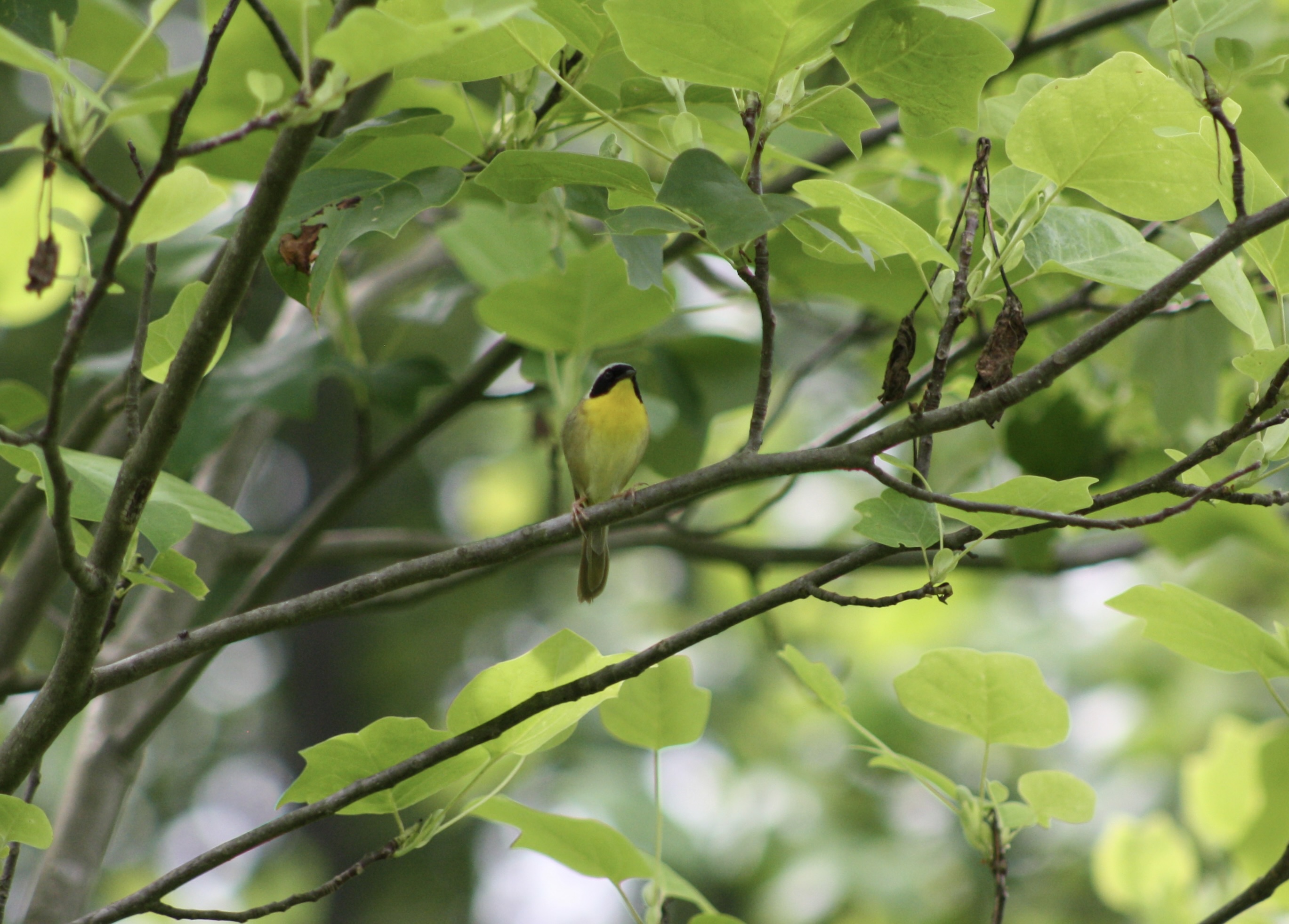 Common Yellowthroat
