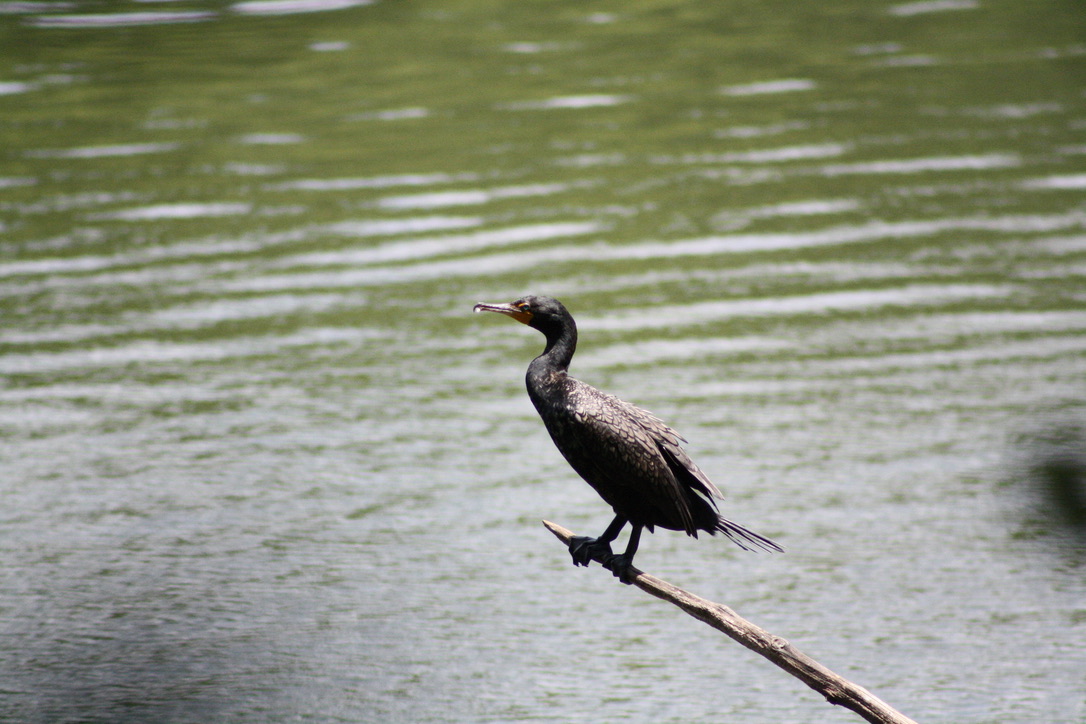 Double-crested Cormorant