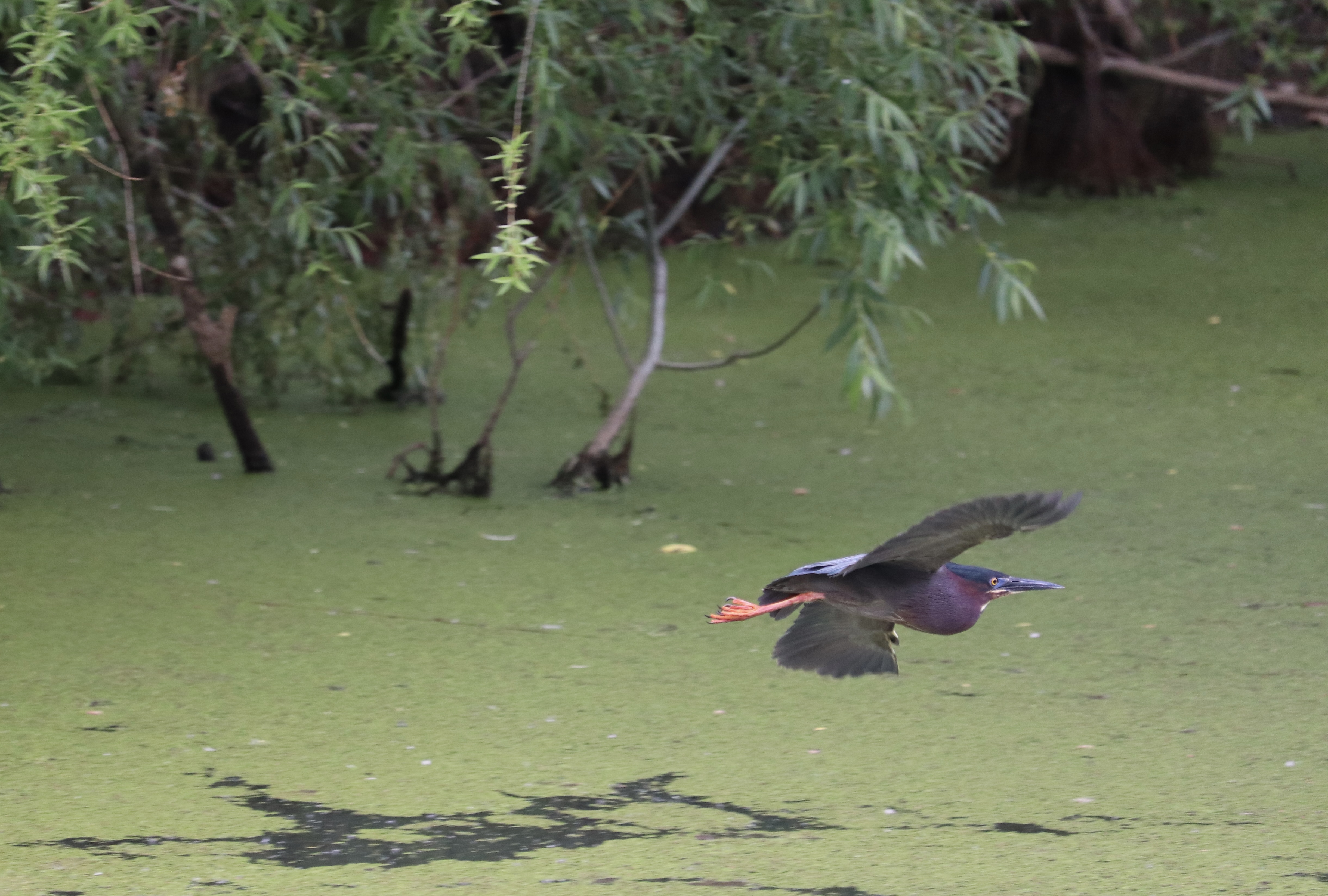 Green Heron