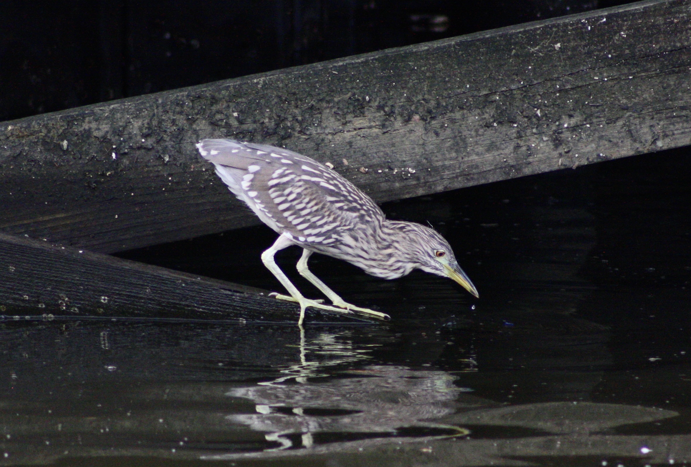 Juvenile black-crowned night heron