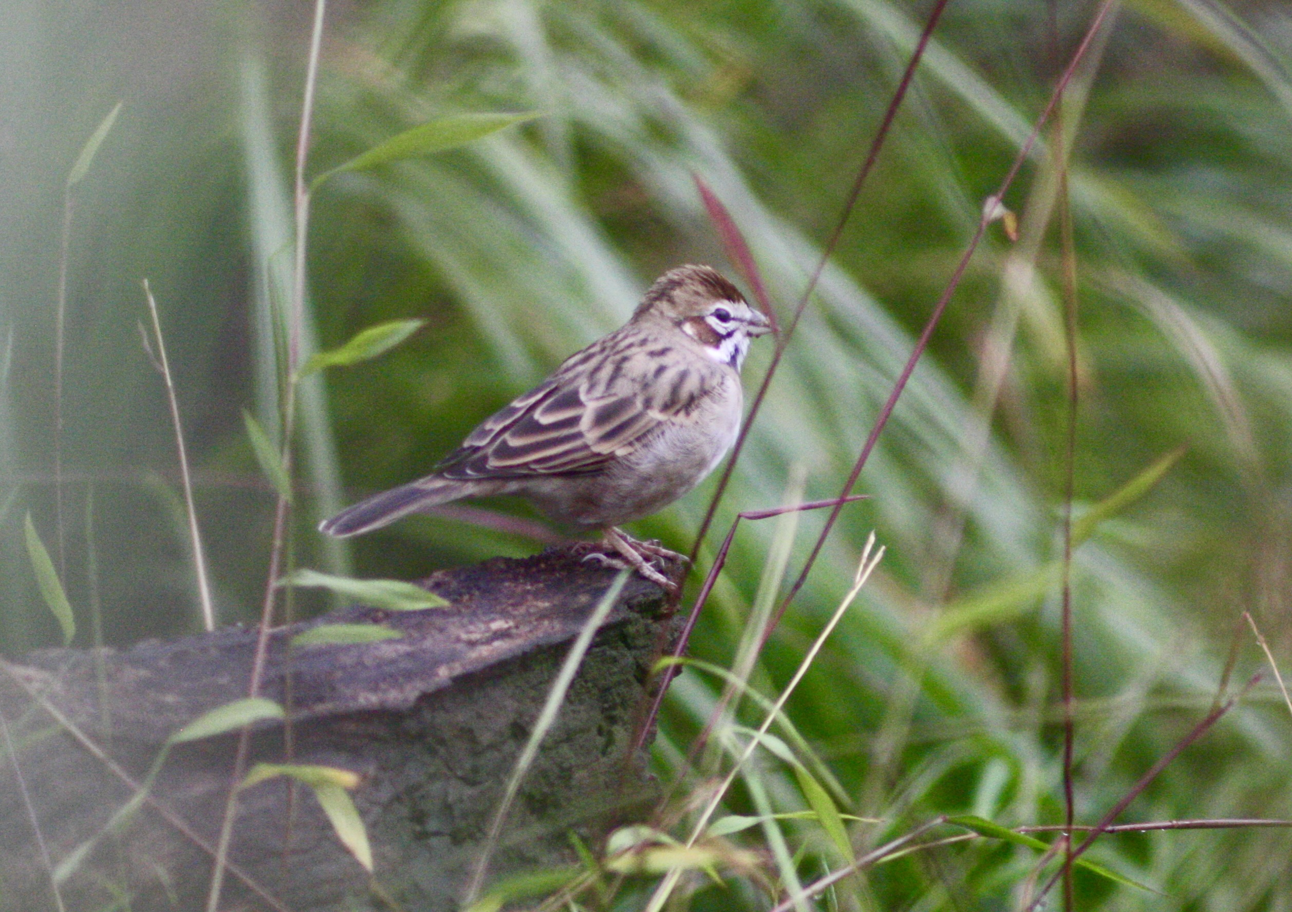 Lark sparrow