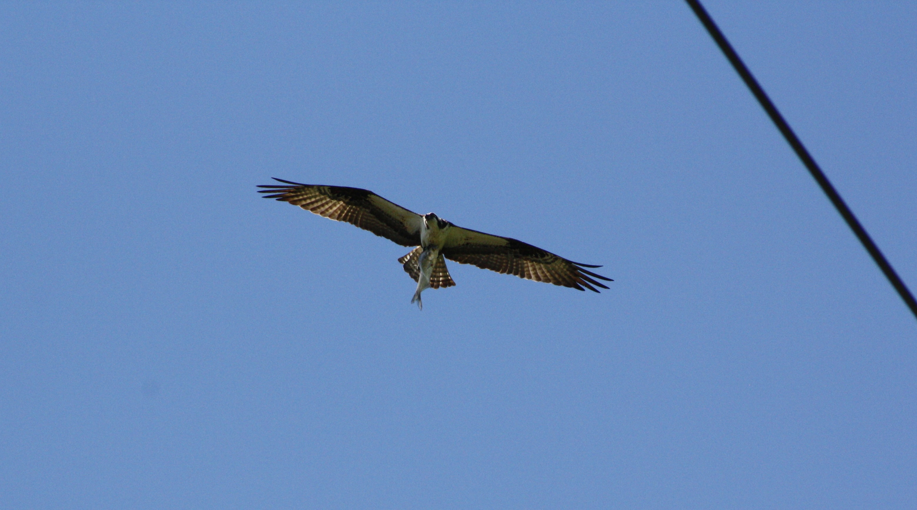 Osprey