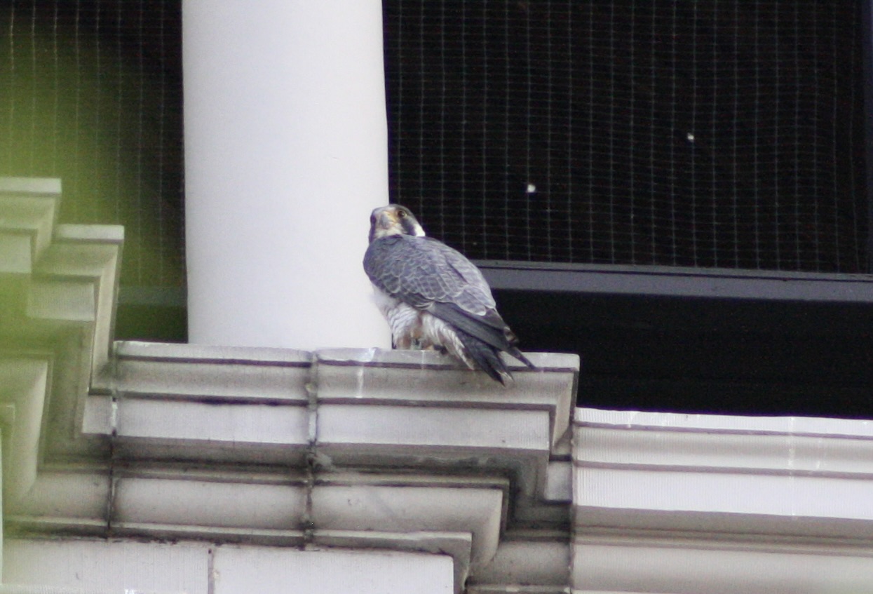 Peregrine falcon