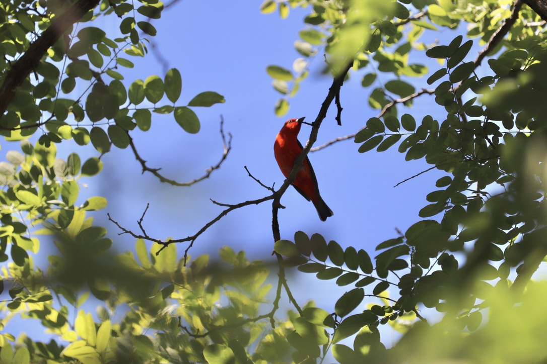 Scarlet Tanager