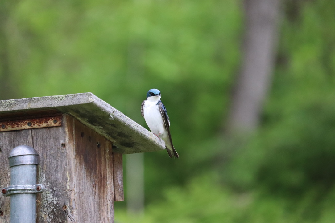 Tree Swallow