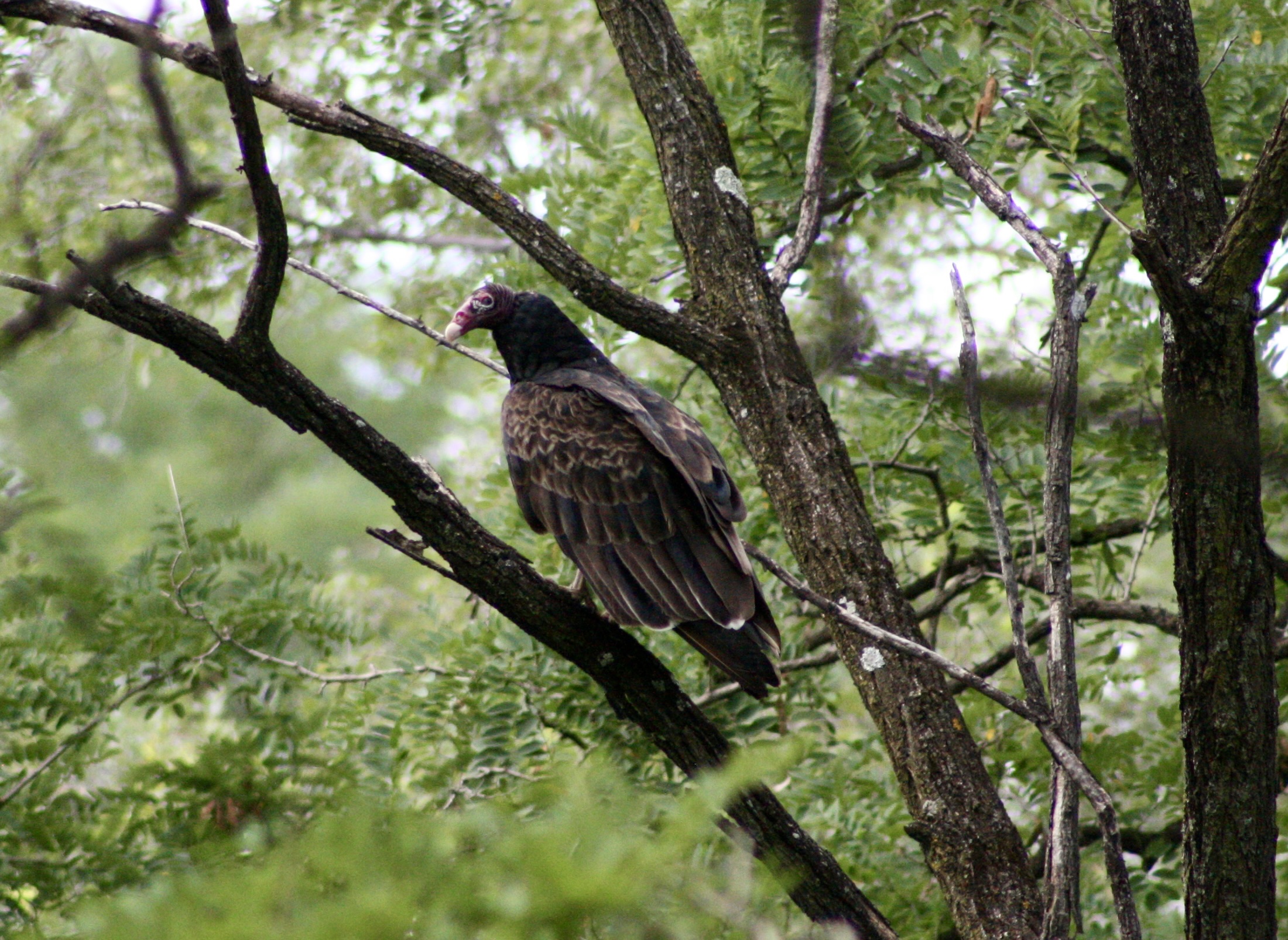 Turkey vulture